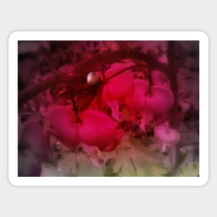 red tinted red bleeding hearts Sticker